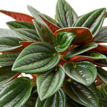 Load image into Gallery viewer, Peperomia Rosso - 4"