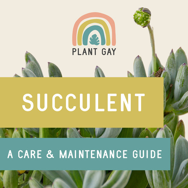 Getting Lucky with the Succy: A Succulent Care &amp; Maintenance Guide
