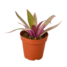 Load image into Gallery viewer, Oyster Plant &#39;Moses in the Cradle&#39; - 4&quot; Pot

