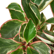 Load image into Gallery viewer, Peperomia &#39;Ginny&#39; - 4&quot; Pot
