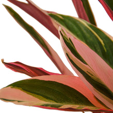 Load image into Gallery viewer, Stromanthe Triostar - 6&quot; Pot
