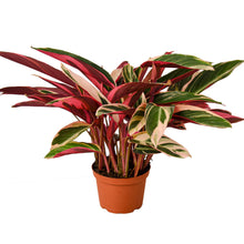 Load image into Gallery viewer, Stromanthe Triostar - 6&quot; Pot
