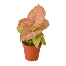 Load image into Gallery viewer, Syngonium Strawberry - 4&quot; Pot
