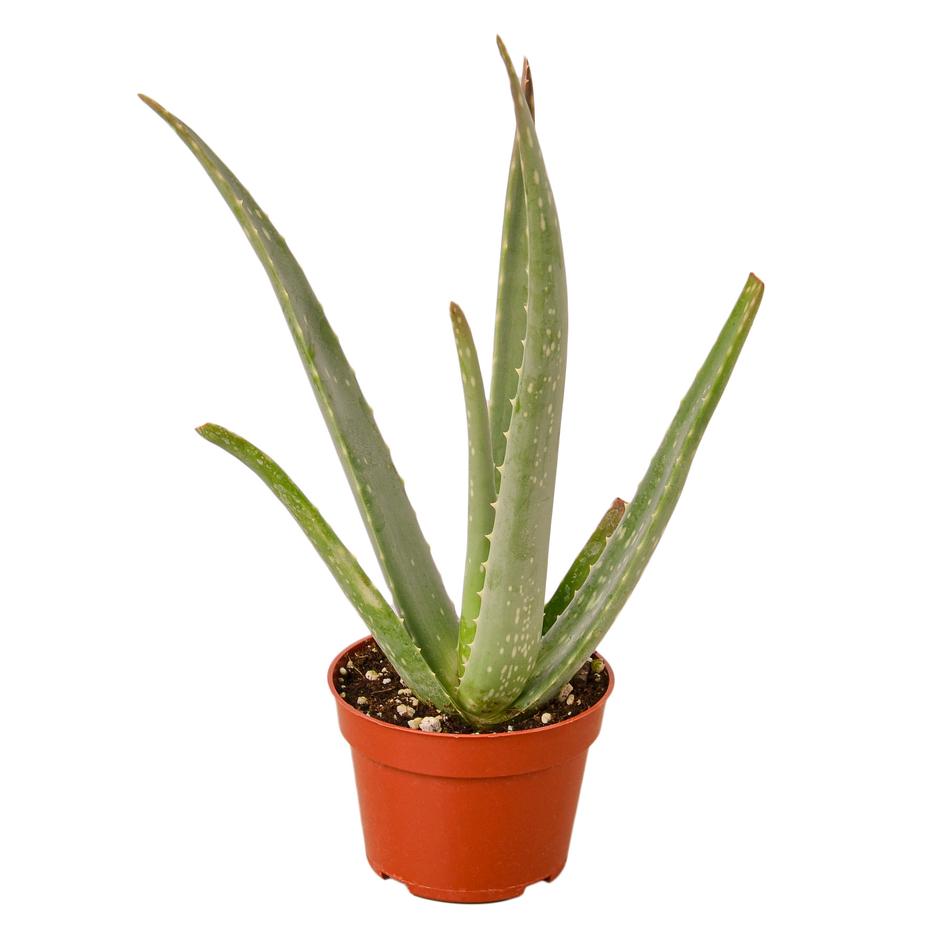 male aloe vera plant Aloe Vera – Plant Gay