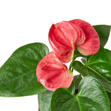 Load image into Gallery viewer, Anthurium Pink
