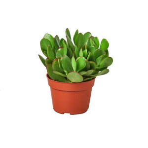 Jade Succulent 4" Pot