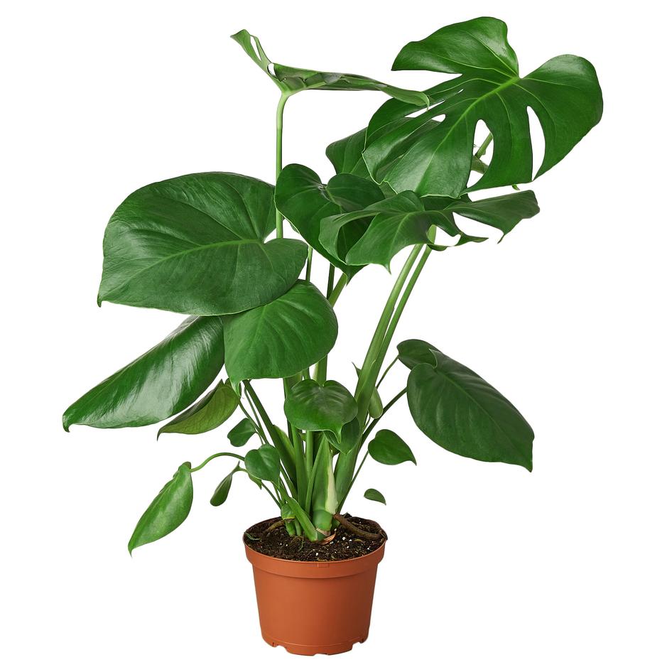 monstrous philodendron Philodendron ‘Monstera'