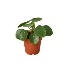 Load image into Gallery viewer, Pilea Peperomioides &#39;Chinese Money&#39; - 4&quot; Pot
