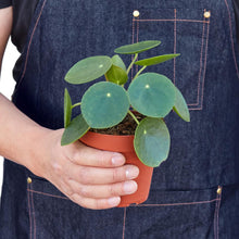 Load image into Gallery viewer, Pilea Peperomioides &#39;Chinese Money&#39; - 4&quot; Pot
