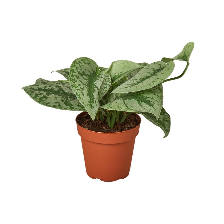 Pothos 'Silver Splash'  Plant Gay