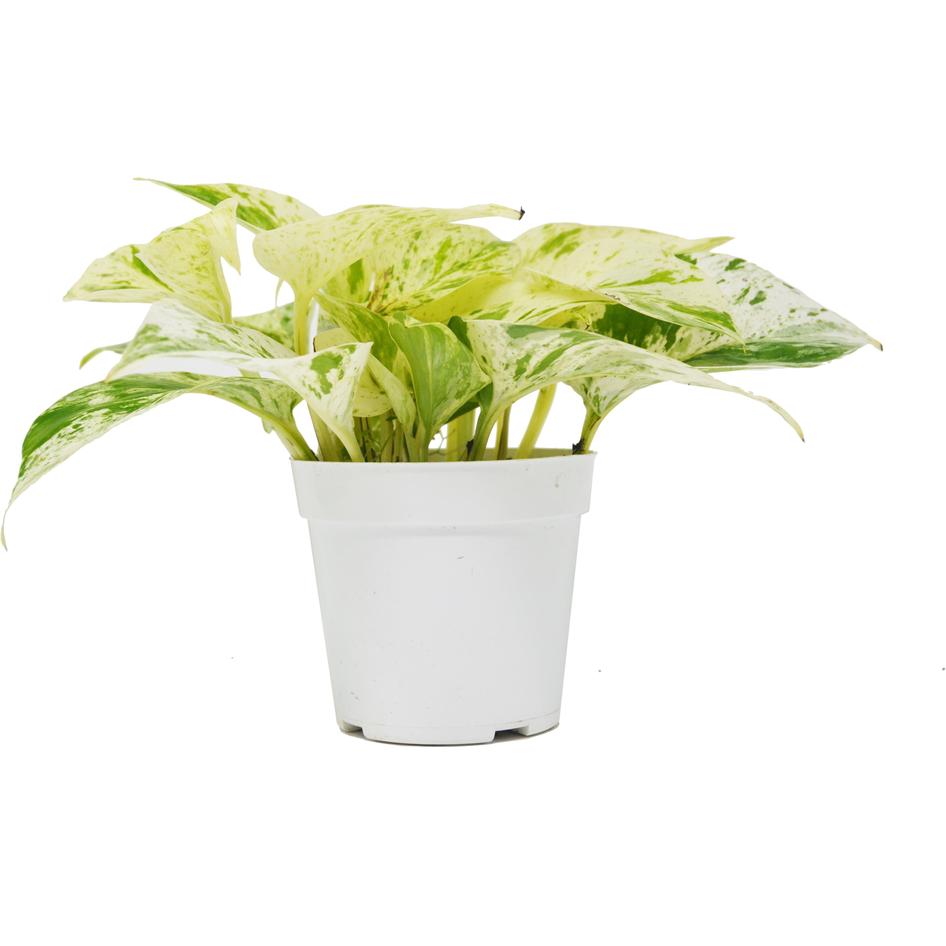 snow white pothos plant Pothos 'Snow Queen'