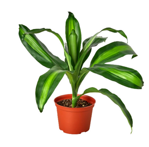 Dracaena Massangeana