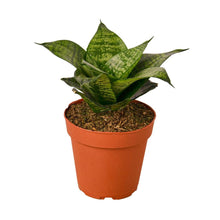 Load image into Gallery viewer, Snake Plant Black Robusta
