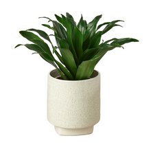 Load image into Gallery viewer, White Croix Planter - 3 Inch
