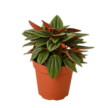 Load image into Gallery viewer, Peperomia Rosso - 4&quot;
